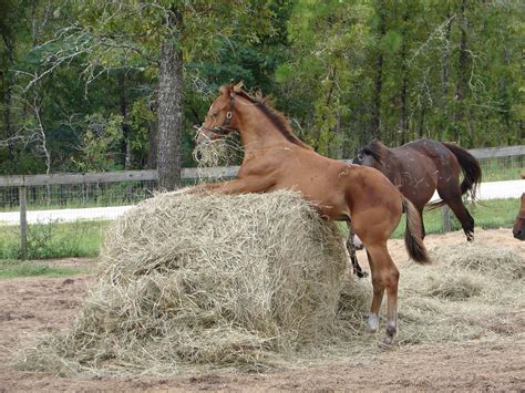 Horse humping